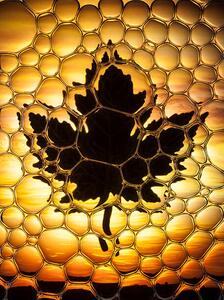 Ilustrare Maple leaf bubbles, Don Farrall, (30 x 40 cm)