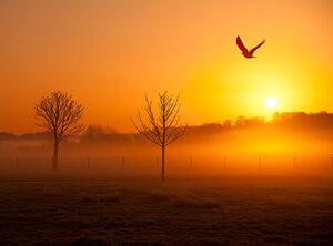 Fotografie de artă Misty sunrise with crow, Michael Roberts, (40 x 30 cm)