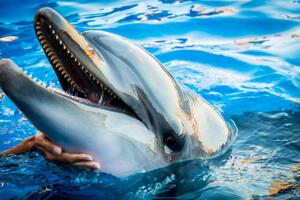 Fotografie de artă Dolphin smile in water scene with, EvaL, (40 x 26.7 cm)