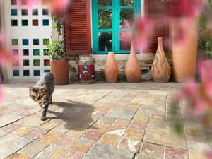Fotografie de artă Cute domestic cat by house front door, imagedepotpro, (40 x 30 cm)