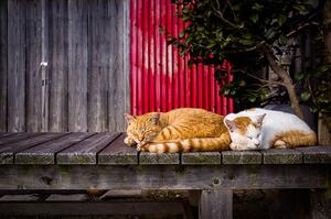 Fotografie de artă Cats sleeping on the bench, Marser, (40 x 26.7 cm)