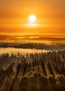 Fotografie Golden beautiful foggy forest sunbeams, Aulanko,, Milamai, (30 x 40 cm)
