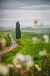 Fotografie Tuscany landscape view of green hills, serts, (26.7 x 40 cm)