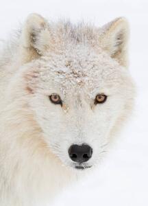 Fotografie de artă Arctic wolf closeup with snow on, Jim Cumming, (30 x 40 cm)