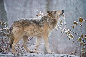 Fotografie de artă Easter gray wolf In winter, Copyright Michael Cummings, (40 x 26.7 cm)