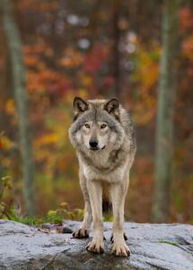 Fotografie de artă Timber wolf standing on a, Jim Cumming, (30 x 40 cm)