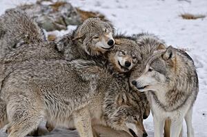 Fotografie Timber Wolf Pack, Copyright Michael Cummings, (40 x 26.7 cm)