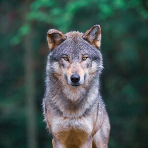 Fotografie Grey wolf looking straight in, tilo, (40 x 40 cm)