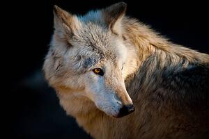 Fotografie de artă Arctic wolf. Canis lupus arctos, Daniel Hernanz Ramos, (40 x 26.7 cm)