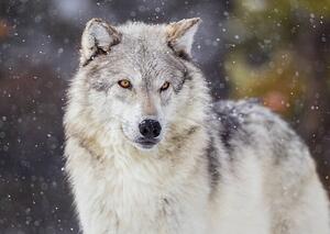 Fotografie de artă Wolf in Winter Snow, KenCanning, (40 x 30 cm)