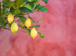 Fotografie lemon tree near red wall, Grant Faint, (40 x 30 cm)
