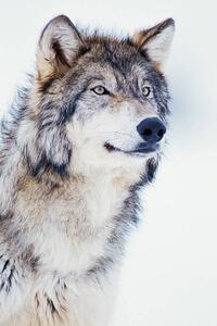 Fotografie de artă Winter Timber Wolf, David A. Northcott, (26.7 x 40 cm)