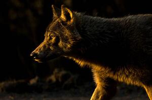 Fotografie Wolf in Golden Light, Chad Graham, (40 x 26.7 cm)