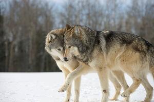 Fotografie de artă Wolves (Canis lupus) nuzzling in snow, side view, John Giustina, (40 x 26.7 cm)