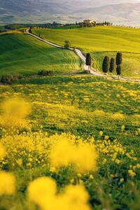 Fotografie de artă Tuscany, springtime in the afternoon. Path,, Francesco Riccardo Iacomino, (26.7 x 40 cm)