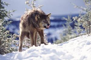 Fotografie Snarling Wolf, Terry W. Eggers, (40 x 26.7 cm)