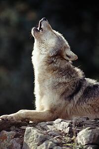 Fotografie de artă Grey Wolf (Canis lupus) howling on rock, John Giustina, (26.7 x 40 cm)