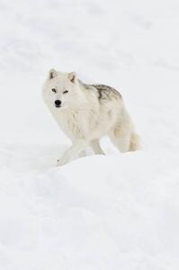 Fotografie Arctic wolf walking on snow in winter, Maxime Riendeau, (26.7 x 40 cm)