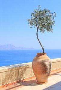 Fotografie Olive tree growing in a pot, itsabreeze photography, (26.7 x 40 cm)
