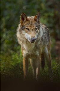 Fotografie de artă European Gray Wolf, Canis lupus lupus, Raimund Linke, (26.7 x 40 cm)