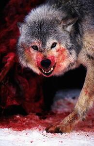 Fotografie de artă Grey wolf (Canis lupus) snarling over fresh kill, John Giustina, (26.7 x 40 cm)