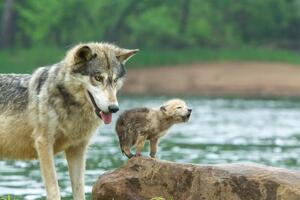 Fotografie de artă Gray Wolf pup and adult, Stan Tekiela Author / Naturalist / Wildlife Photographer, (40 x 26.7 cm)