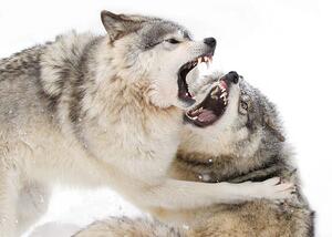 Fotografie Timber wolves play fighting in the snow, Jim Cumming, (40 x 26.7 cm)
