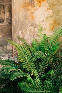 Fotografie de artă Green fern leaves lush foliage., Olena Malik, (26.7 x 40 cm)