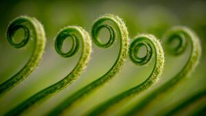 Fotografie de artă Close-up of fern,Gujranwala,Punjab,Pakistan, Umair Zia / 500px, (40 x 22.5 cm)