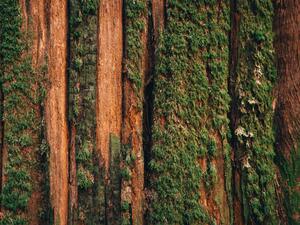 Fotografie Natural moss pattern on cedar tree, Alex Ratson