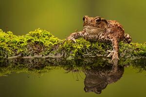 Fotografie A common toad, MarkBridger, (40 x 26.7 cm)