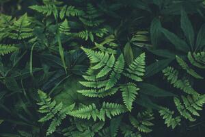 Fotografie de artă Jungle leaves background, Jasmina007, (40 x 26.7 cm)