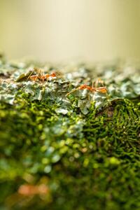 Fotografie Two weaver ants on a lichen, Jordan Lye