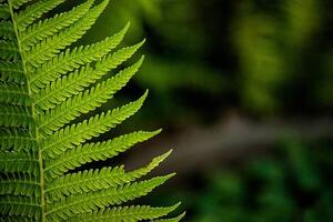 Fotografie leaf of a fern, dbefoto, (40 x 26.7 cm)