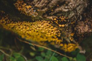 Fotografie Tiny mushroom fungus, Annie Otzen, (40 x 26.7 cm)
