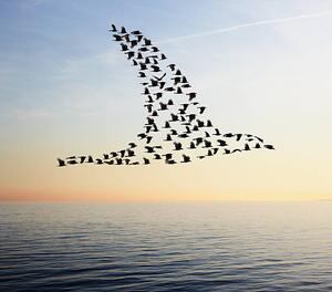 Ilustrație Flock of birds in bird formation flying above sea, Tim Robberts, (40 x 35 cm)