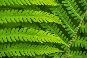 Fotografie Fern leaf in the forest - green nature background, Belyay