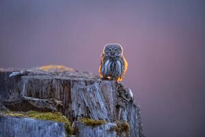 Fotografie Eurasian pygmy owl in beautiful sunset, Krzysztof Baranowski