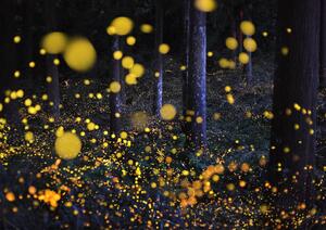 Fotografie de artă The Galaxy in woods, Nori Yuasa, (40 x 30 cm)