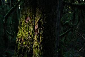 Fotografie tree trunk with many attachment, (40 x 26.7 cm)