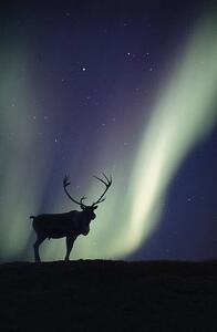Fotografie de artă Caribou bull and Aurora Borealis,, Johnny Johnson, (26.7 x 40 cm)