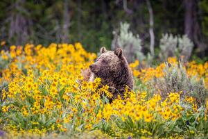 Fotografie de artă Grizzly Bear in Spring Wildflowers, Troy Harrison, (40 x 26.7 cm)