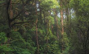 Fotografie Australian temperate rainforest jungle detail, Kristian Bell