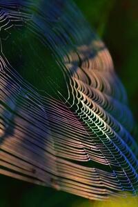 Fotografie de artă Close-up of spider on web,France, Minh Hoang Cong / 500px, (26.7 x 40 cm)