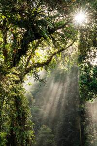 Fotografie Sunbeam in Tropical Rain forest in Danum Valley, Nora Carol Photography