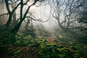 Fotografie Light hinging through trees/., James Mills