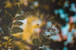 Fotografie de artă Low angle view of spider on web, Cavan Images, (40 x 26.7 cm)
