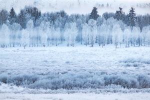Fotografie Hoar frosted trees in Jackson, Wyoming,, David Clapp