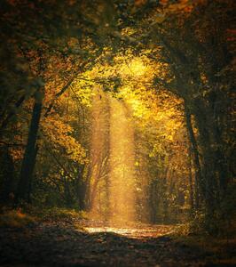 Fotografie de artă Magical forest landscape with sunbeam lighting, FrankyDeMeyer, (35 x 40 cm)