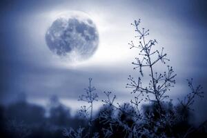 Fotografie Winter night mystical scenery. Full moon, Elena Kurkutova, (40 x 26.7 cm)